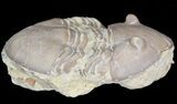 Homotelus Trilobite - Bromide Formation, Oklahoma #43806-2